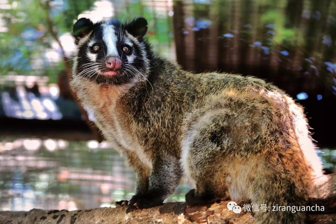 灵猫为什么是保护动物,灵猫是不是黄鼠狼