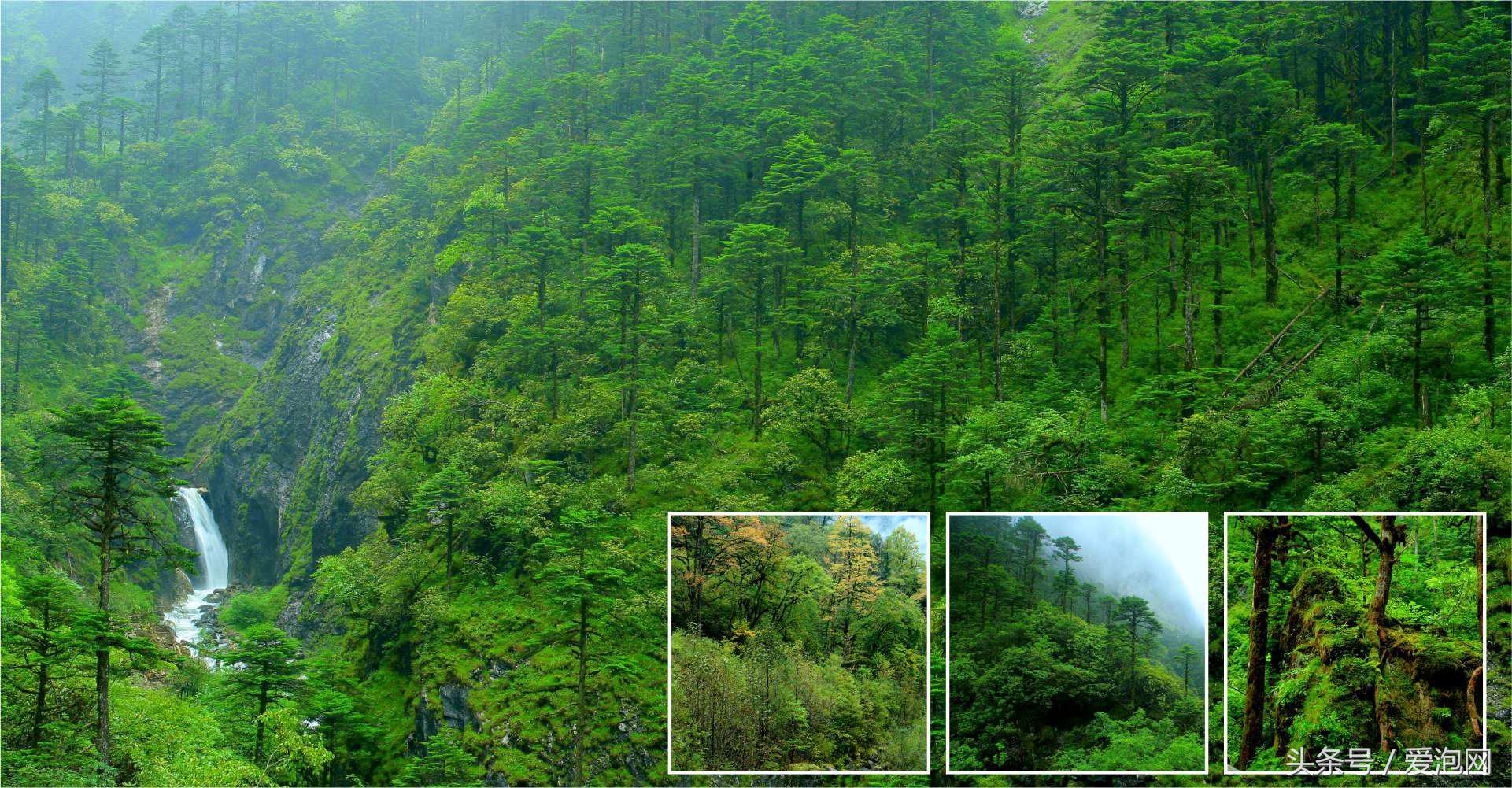 雅安川西竹海必去的三个地方,雅安东拉山大峡谷游记