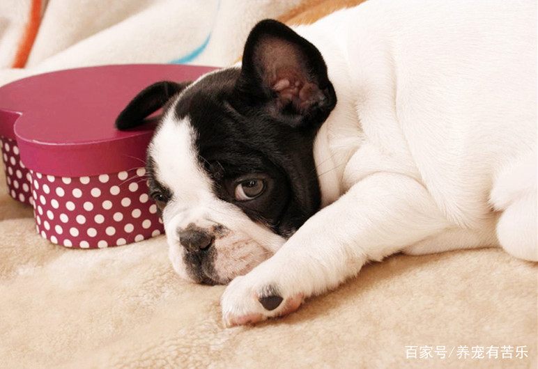 把握好狗狗最佳配种时段，对提高成功率和狗狗的健康都很有好处