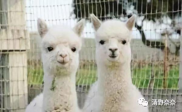 大学生最受欢迎的化妆品品牌,大学生最喜欢的高端化妆品