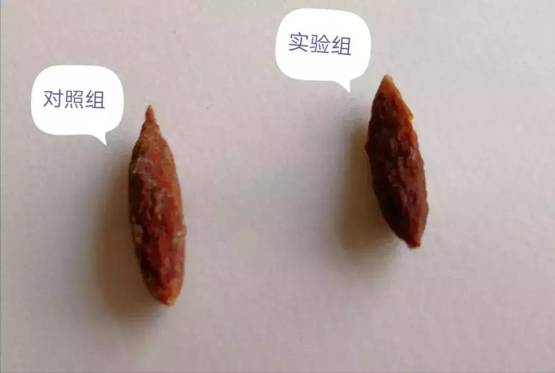 医生误吞枣核成功自救,医生误吞枣核的视频