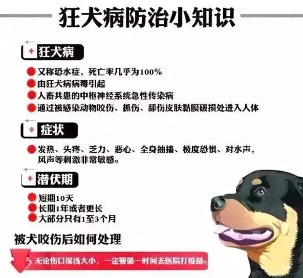 如果孩子被狗追咬该怎么办,小孩被家狗咬了几天才知道怎么办