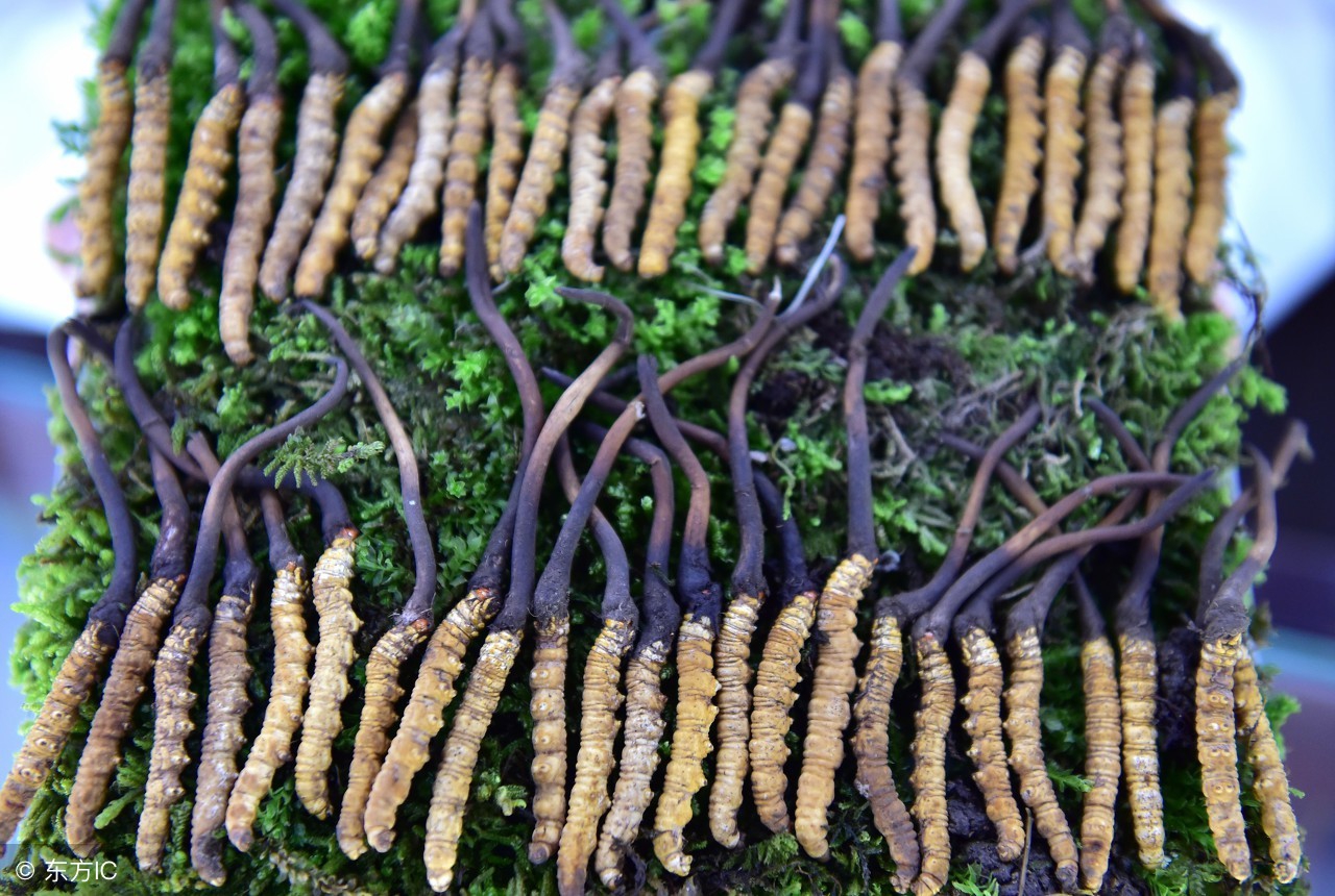 冬虫夏草踢出保健品,冬虫夏草被踢出中药