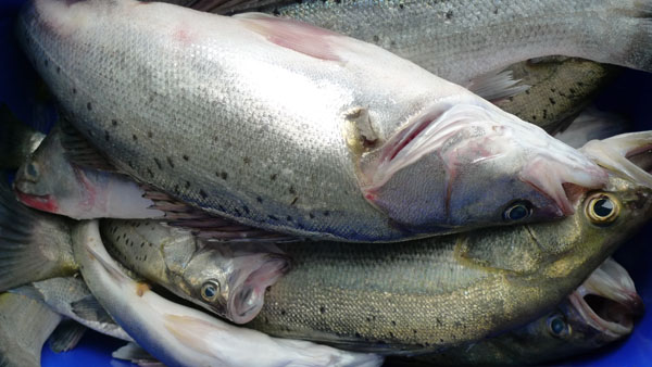 海钓,勇敢者的征服之旅