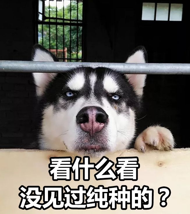 金毛和萨摩耶能杂交什么品种的犬,萨摩耶金毛混血狗到底能长多大