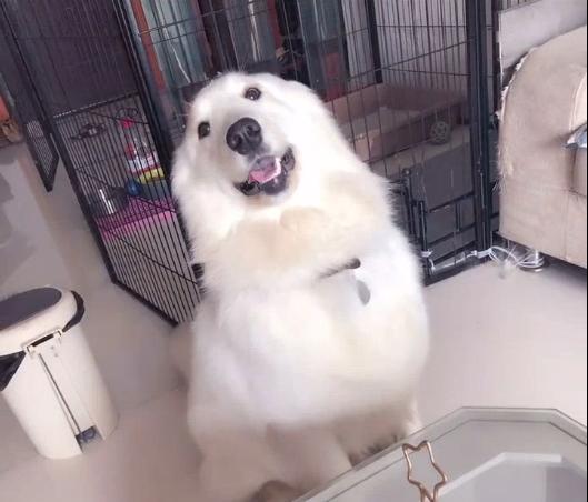 金毛和萨摩耶能杂交什么品种的犬,萨摩耶金毛混血狗到底能长多大