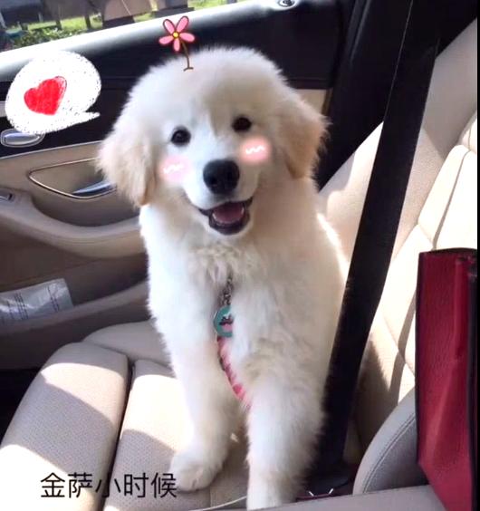 金毛和萨摩耶能杂交什么品种的犬,萨摩耶金毛混血狗到底能长多大