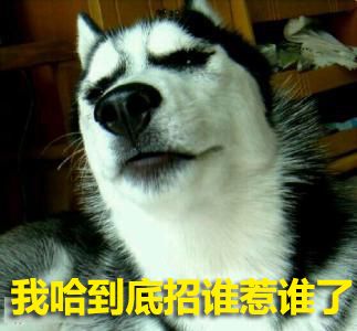 金毛和萨摩耶能杂交什么品种的犬,萨摩耶金毛混血狗到底能长多大