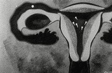 大姨妈是什么生理机制,大姨妈意味着什么意思