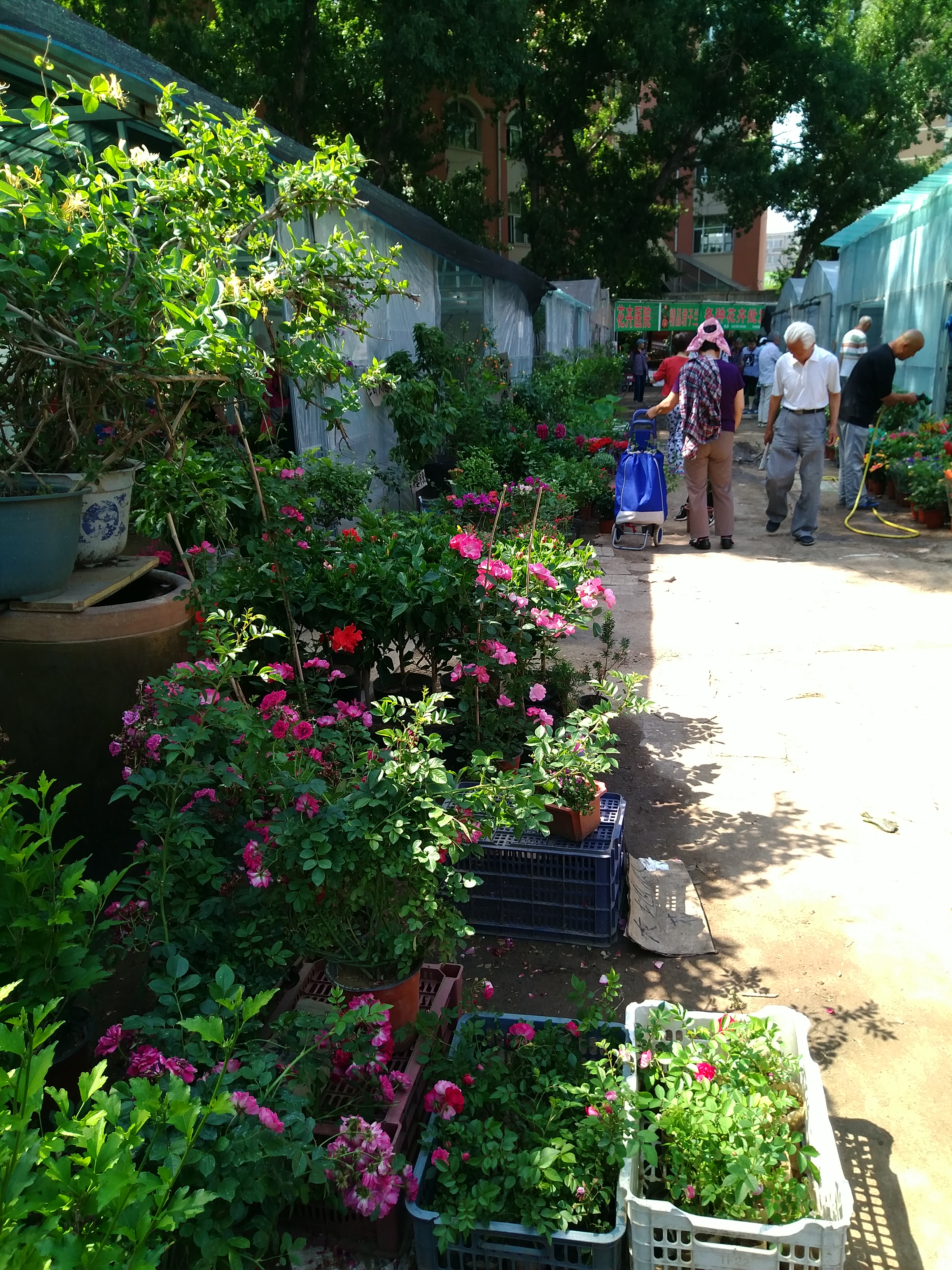 沈阳南湖花卉市场地址,沈阳南湖公园的花卉市场还有吗