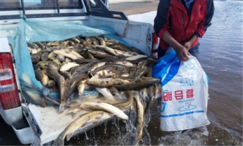 黄河源头6天营救4万尾湟鱼