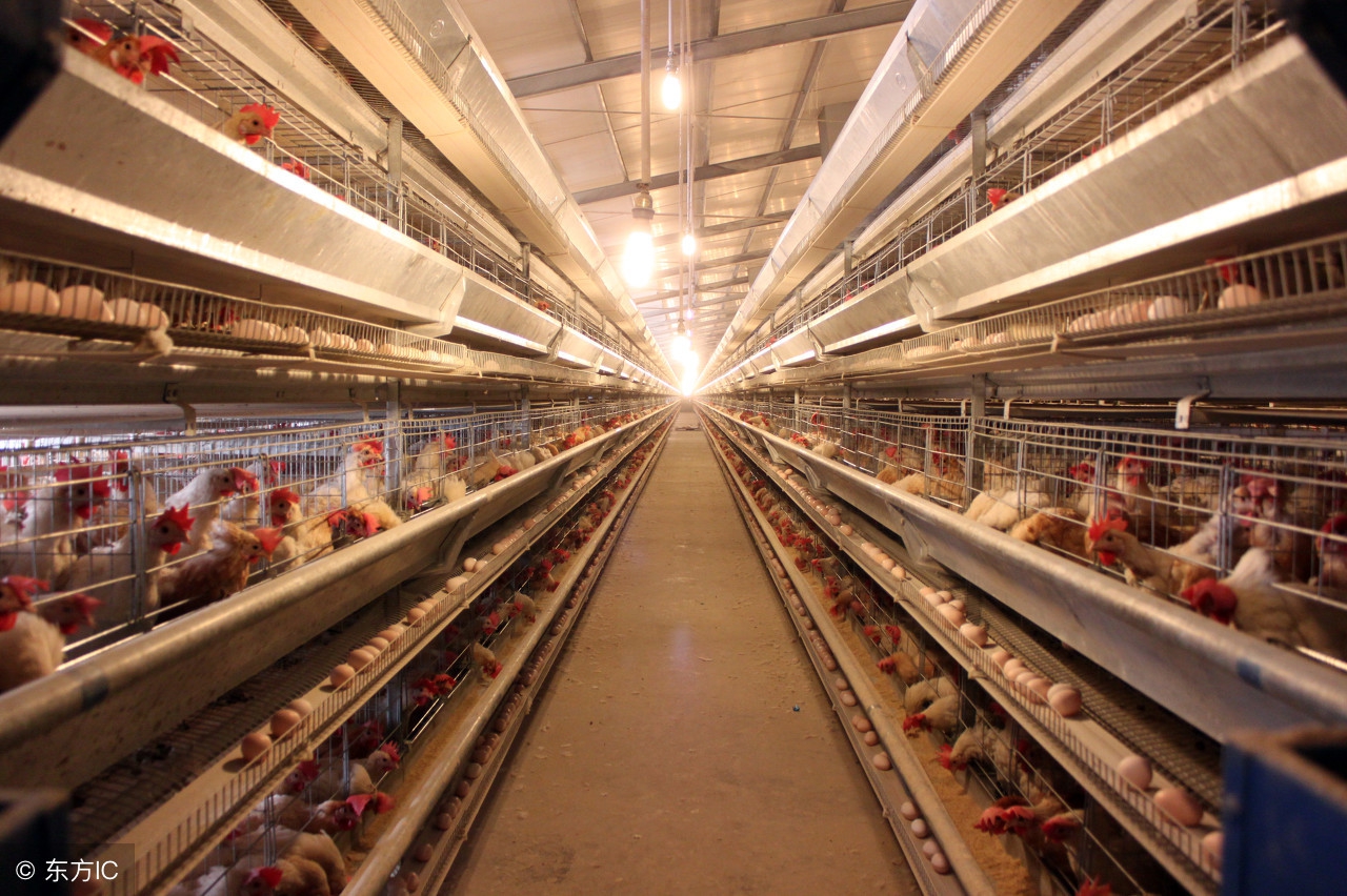 呼巴道说如何有效治疗当下家禽呼吸道病？