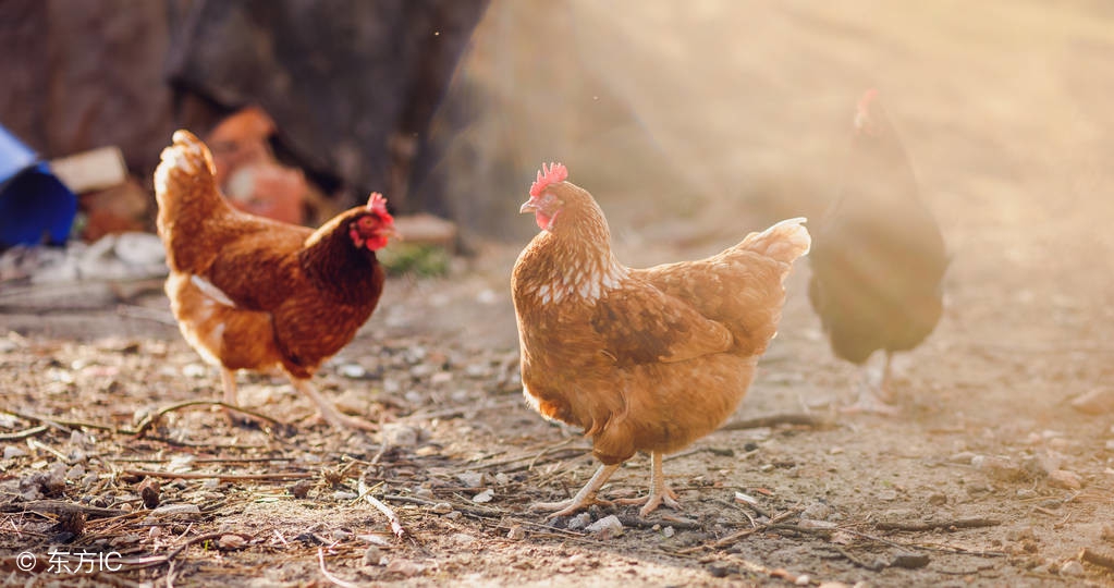 呼巴道说如何有效治疗当下家禽呼吸道病？