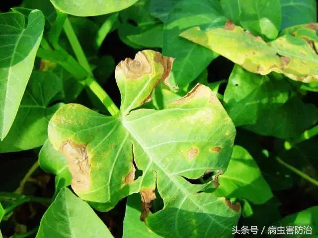 空心菜轮斑病,空心菜病毒病如何防治最佳