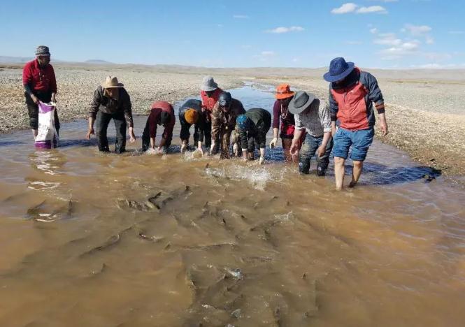 紧急！黄河源头4万多条产卵湟鱼被困，大救援！