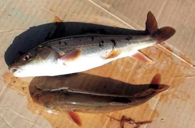 紧急！黄河源头4万多条产卵湟鱼被困，大救援！