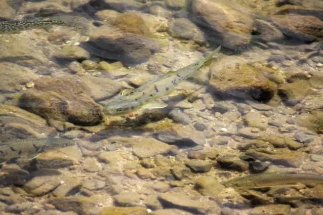 紧急！黄河源头4万多条产卵湟鱼被困，大救援！