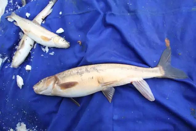 紧急！黄河源头4万多条产卵湟鱼被困，大救援！