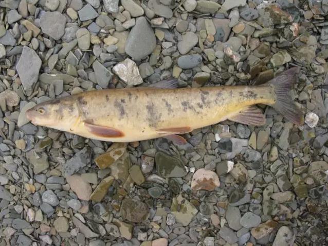 紧急！黄河源头4万多条产卵湟鱼被困，大救援！