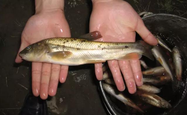 紧急！黄河源头4万多条产卵湟鱼被困，大救援！