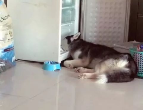 哈士奇主人急哭,哈士奇主人后悔不已