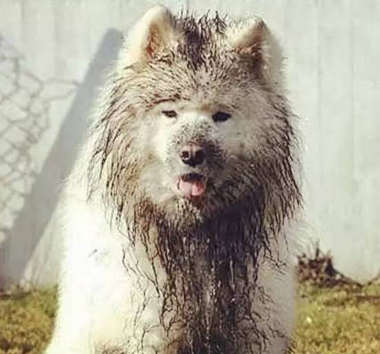 哈士奇和萨摩耶打架比赛视频,哈士奇萨摩耶打架视频