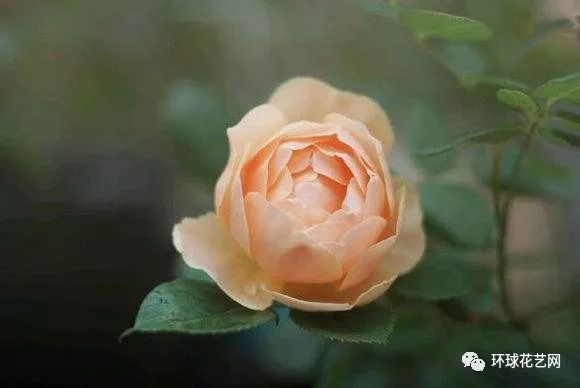 稀有玫瑰花品种大全图片,九种常见玫瑰花品种排名