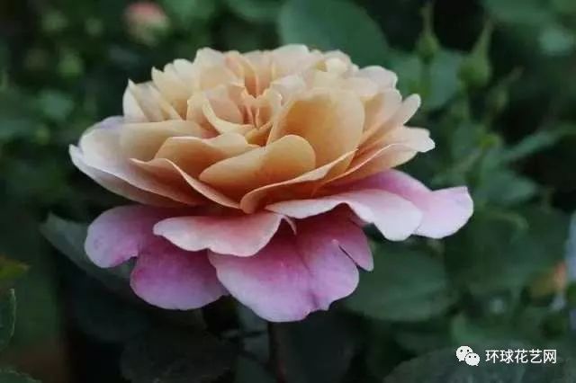 稀有玫瑰花品种大全图片,九种常见玫瑰花品种排名