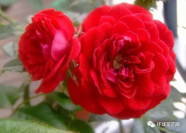 稀有玫瑰花品种大全图片,九种常见玫瑰花品种排名