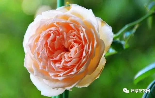 稀有玫瑰花品种大全图片,九种常见玫瑰花品种排名