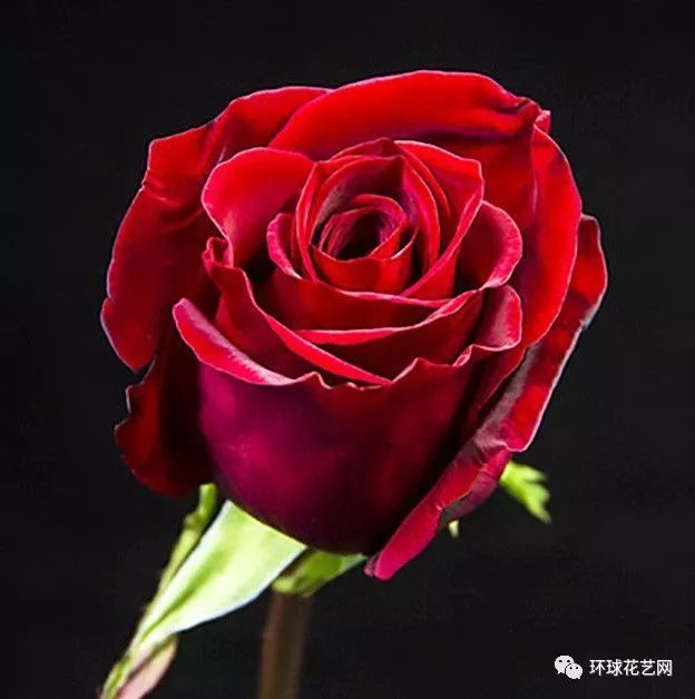 稀有玫瑰花品种大全图片,九种常见玫瑰花品种排名