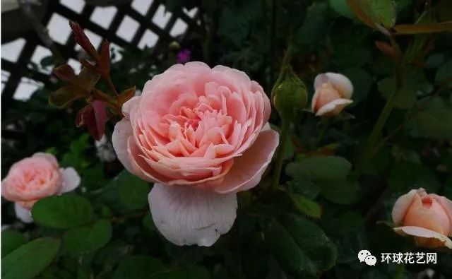 稀有玫瑰花品种大全图片,九种常见玫瑰花品种排名