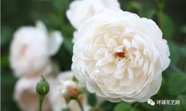 稀有玫瑰花品种大全图片,九种常见玫瑰花品种排名