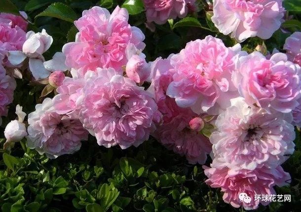 稀有玫瑰花品种大全图片,九种常见玫瑰花品种排名