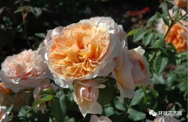 稀有玫瑰花品种大全图片,九种常见玫瑰花品种排名