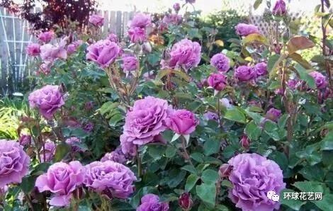 稀有玫瑰花品种大全图片,九种常见玫瑰花品种排名