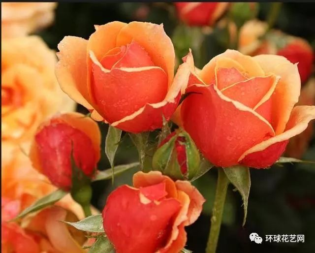 稀有玫瑰花品种大全图片,九种常见玫瑰花品种排名