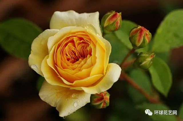 稀有玫瑰花品种大全图片,九种常见玫瑰花品种排名