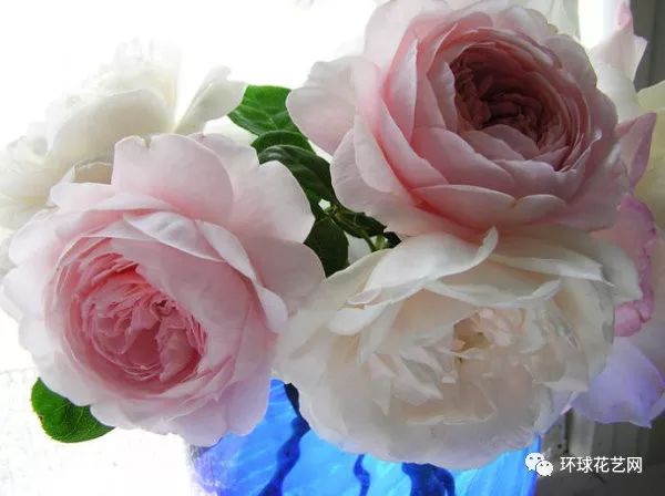 稀有玫瑰花品种大全图片,九种常见玫瑰花品种排名