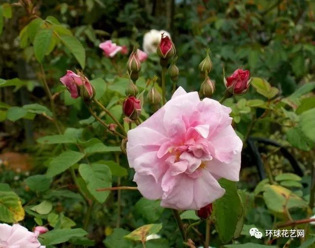 稀有玫瑰花品种大全图片,九种常见玫瑰花品种排名
