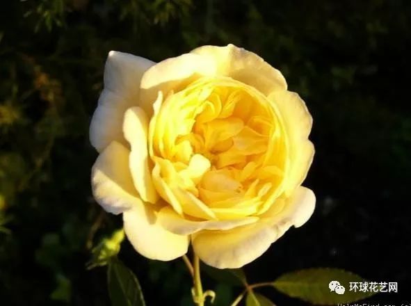 稀有玫瑰花品种大全图片,九种常见玫瑰花品种排名