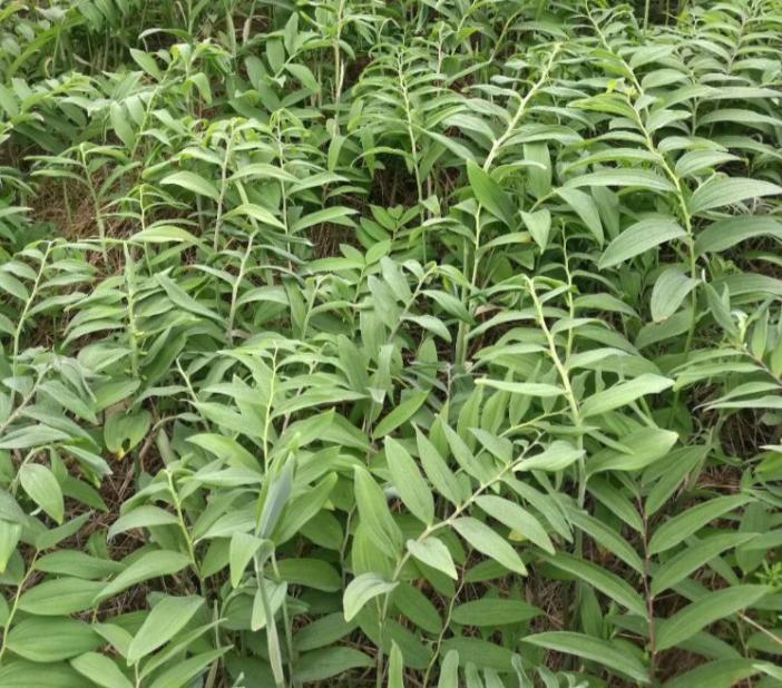 黄精起垄种植的间距,种植的九华黄精