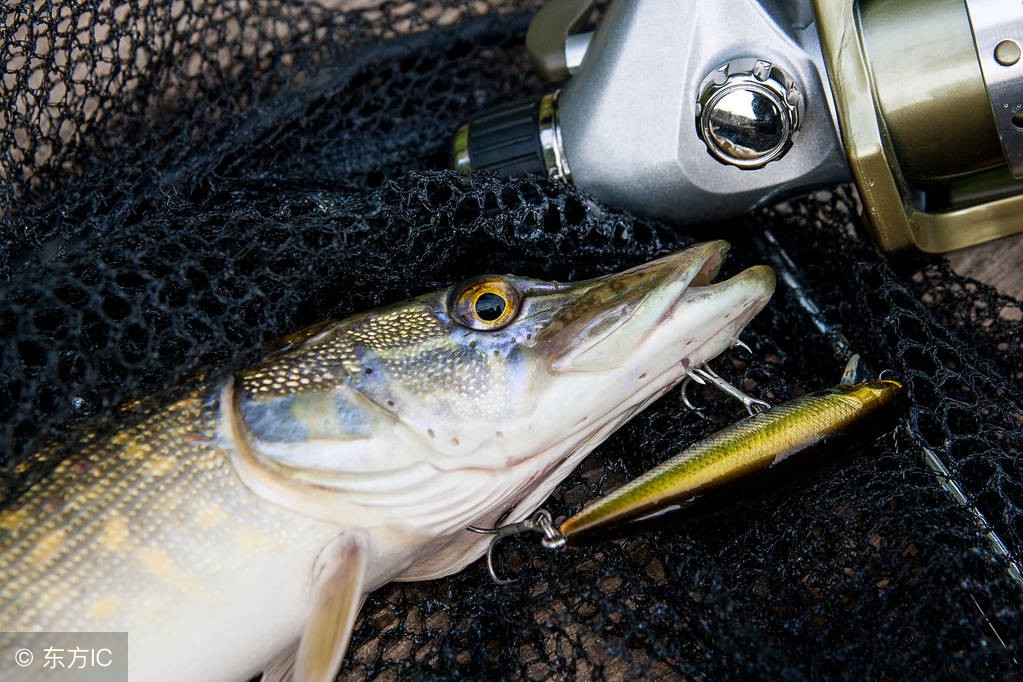 钓鱼饵料怎么调粘性最好,钓鱼饵料软的还是硬的好