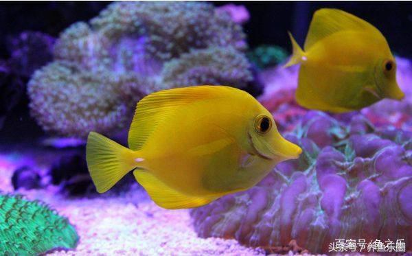 养鱼硝化细菌正确使用方法,硝化细菌在养鱼过程中如何使用