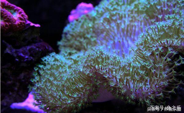 养鱼硝化细菌正确使用方法,硝化细菌在养鱼过程中如何使用