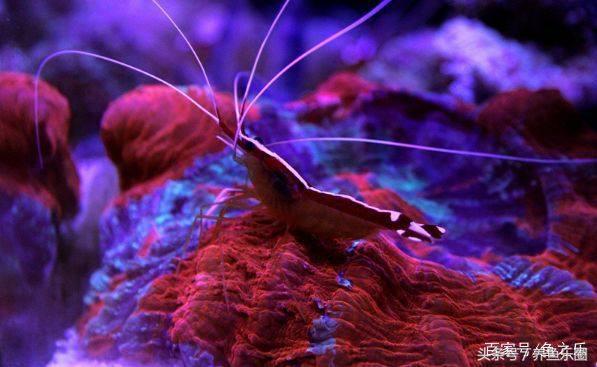 养鱼硝化细菌正确使用方法,硝化细菌在养鱼过程中如何使用