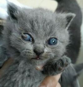 猫咪眼睛里面长了一撮毛,猫咪得病耳朵掉毛