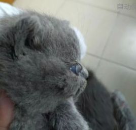 猫咪眼睛里面长了一撮毛,猫咪得病耳朵掉毛