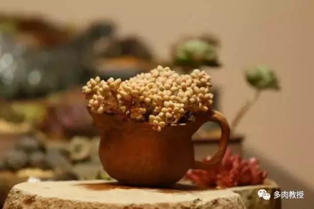 皮实好养的5款多肉,推荐几款多肉好看又好养的