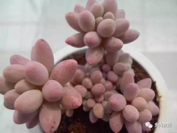 皮实好养的5款多肉,推荐几款多肉好看又好养的